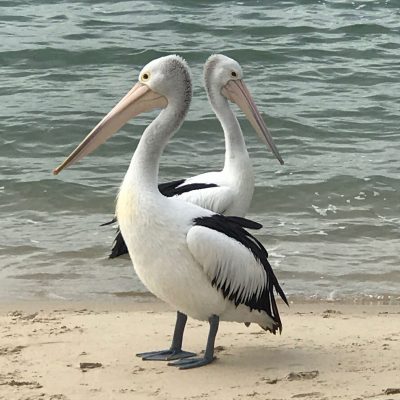 pelicans