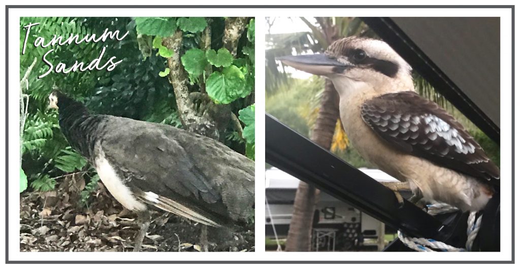 Tannum Sands Peacocks and Kookaburras